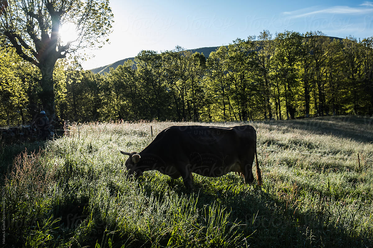 cow grazing in morning dew
