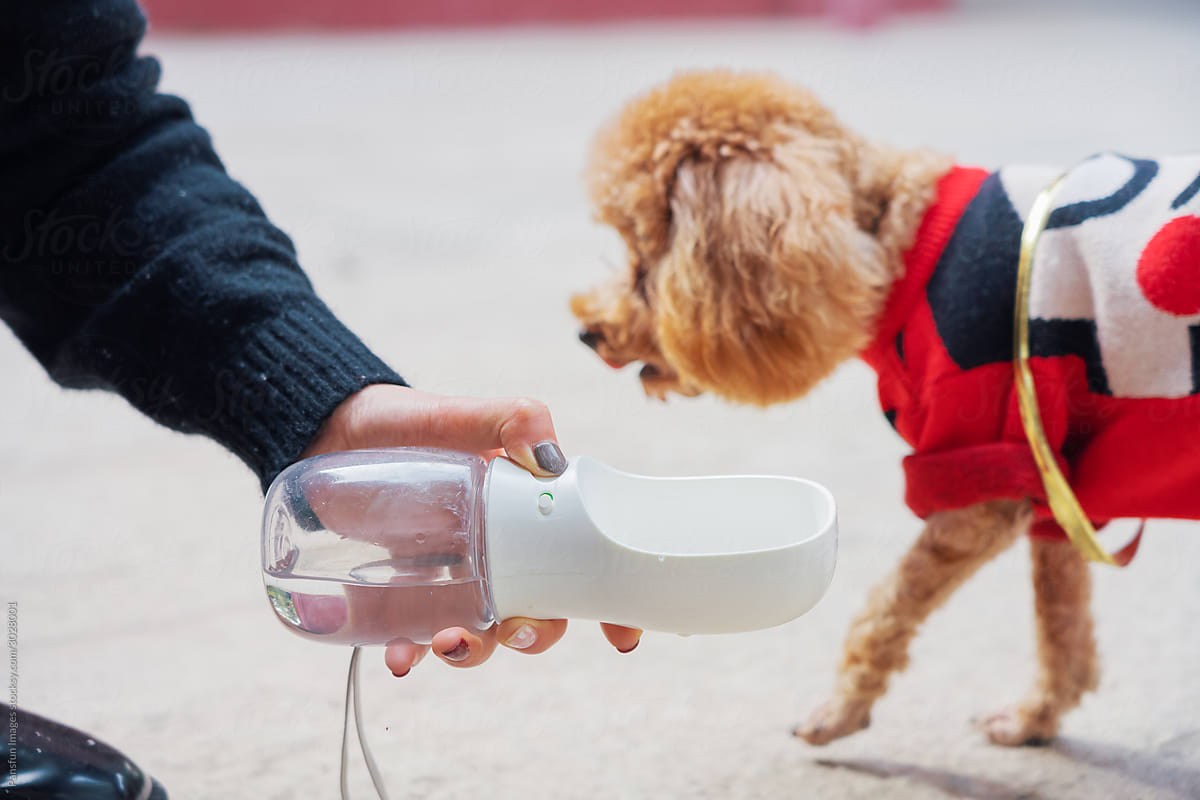pet dog drink water