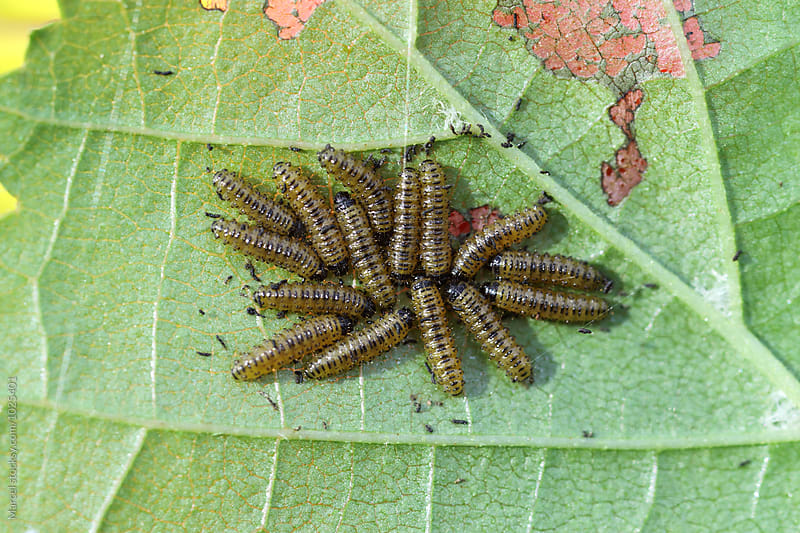 alder leaf larvae on a leaf