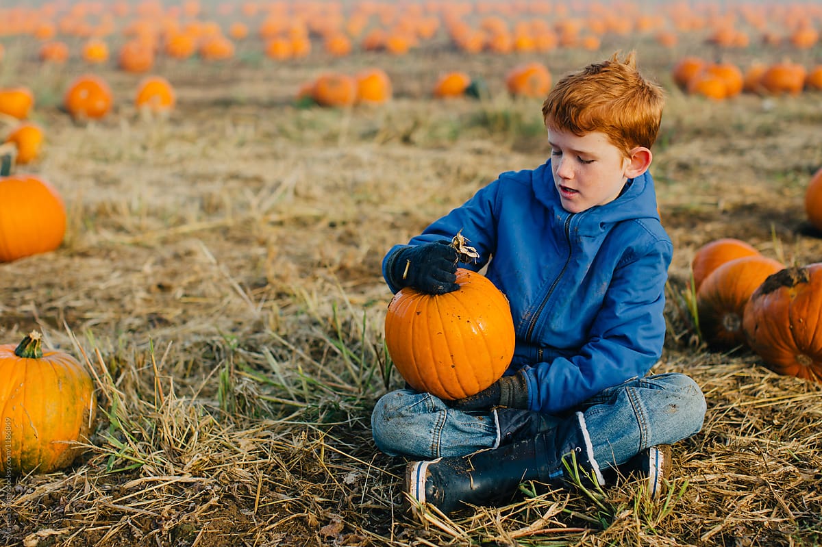A ginger-haired boy looking at his chosen pumpkin. It is a misty morning and there are pumpkins as far as the eye can see