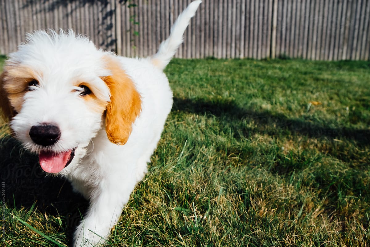 A white and brown golden doodle puppy close to the camera
