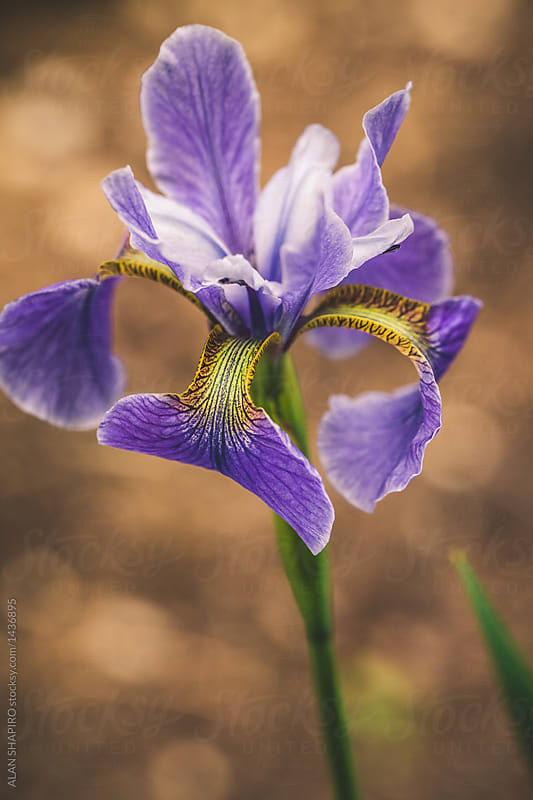 blue and yellow iris