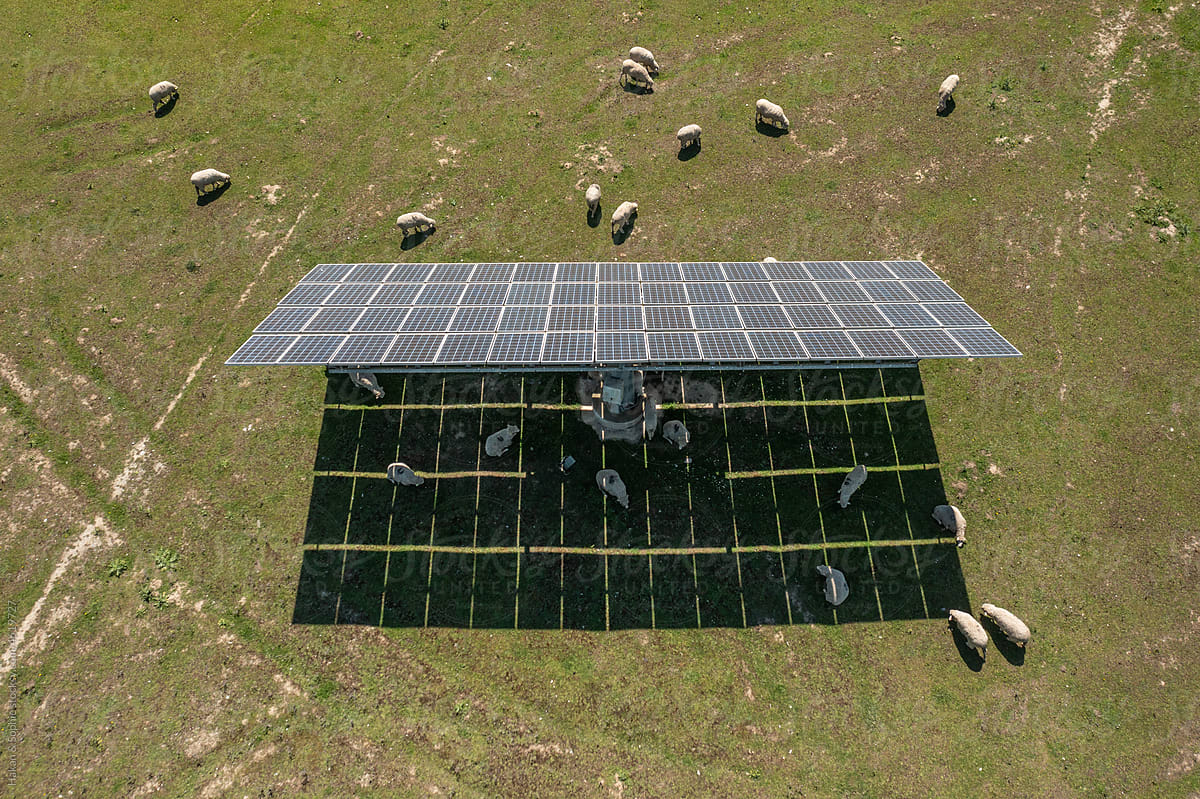 Sheep and solar power plant in the same space