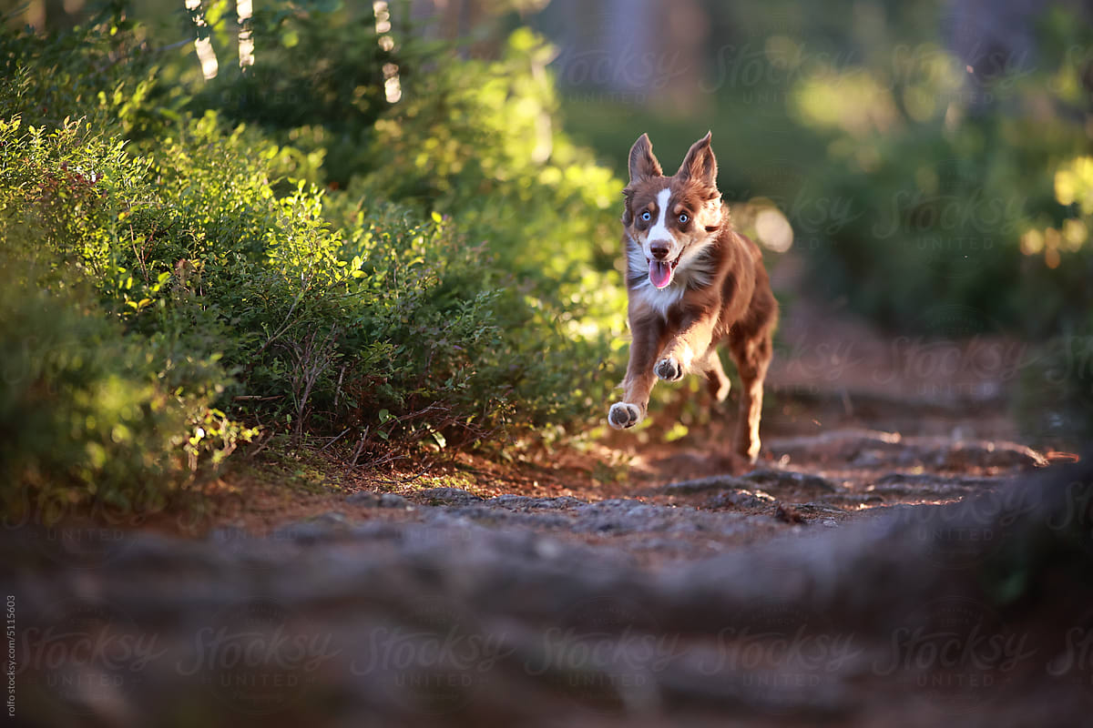 dog running mini aussie path