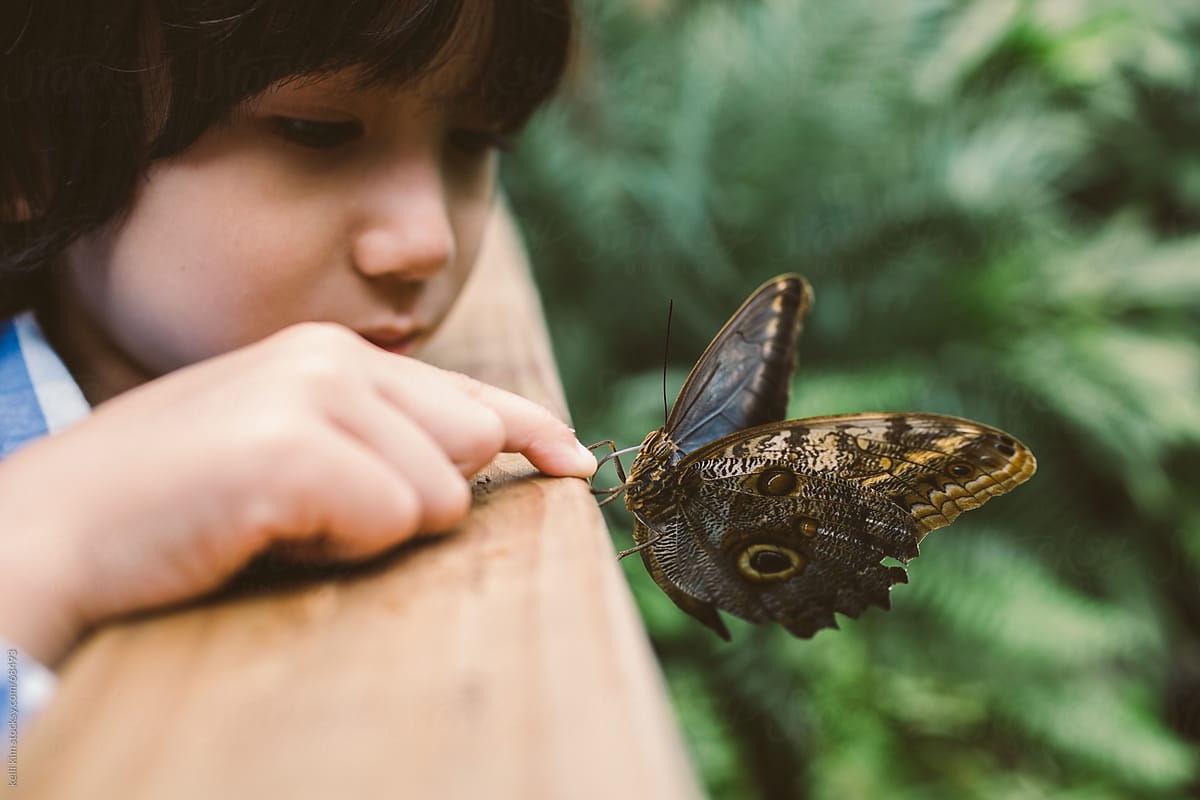 An Owl Butterfly Inspects Young Boy\'s Finger With Probiscus