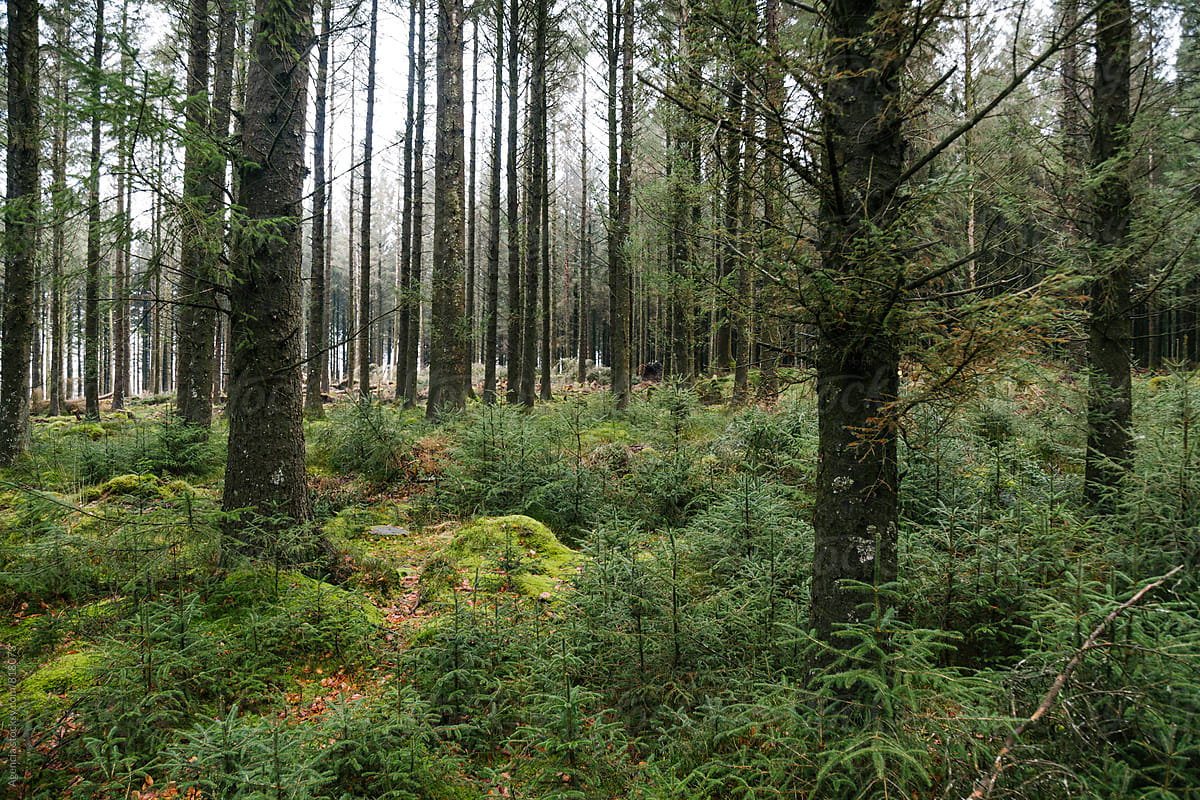 Dartmoor Forest