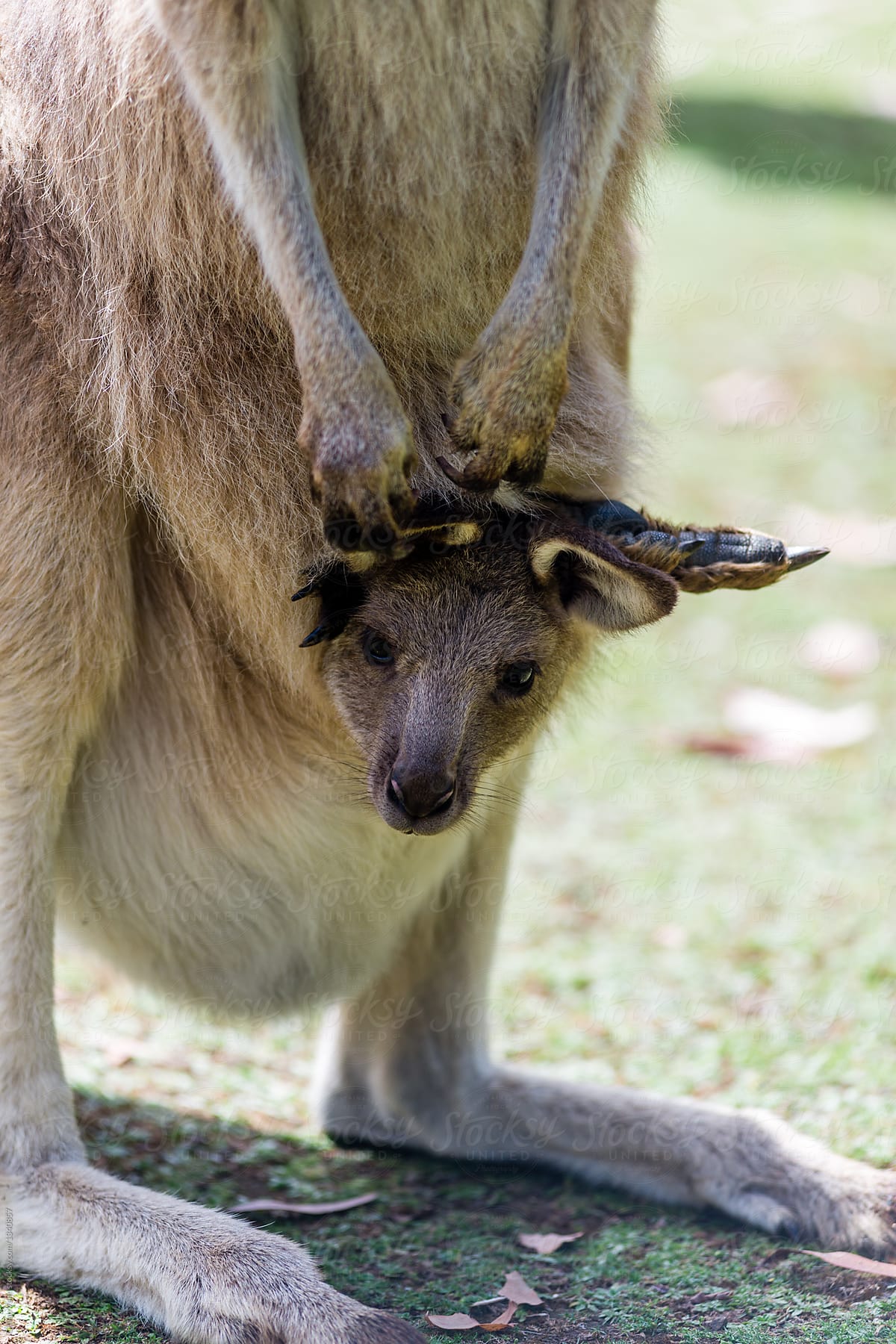 baby kangaroo in pouch