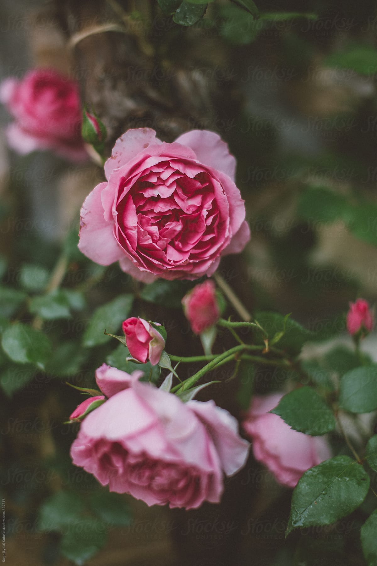 Beautiful organic dark and light pink roses blooming