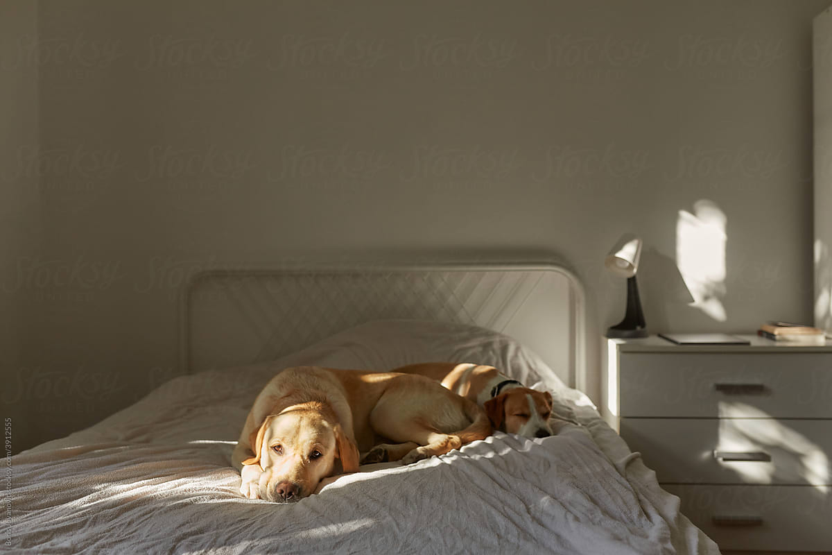 Dogs Resting In Darkened Room