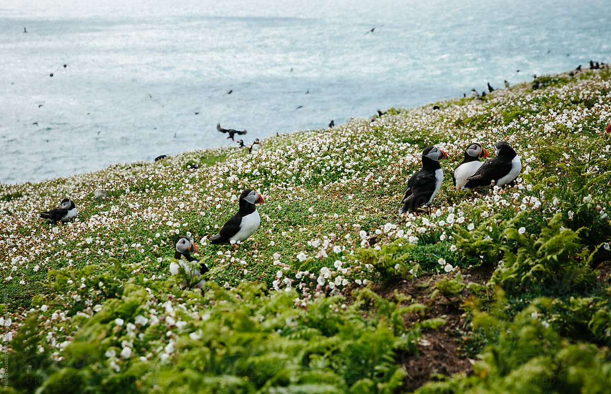 Puffins on Skomer Island