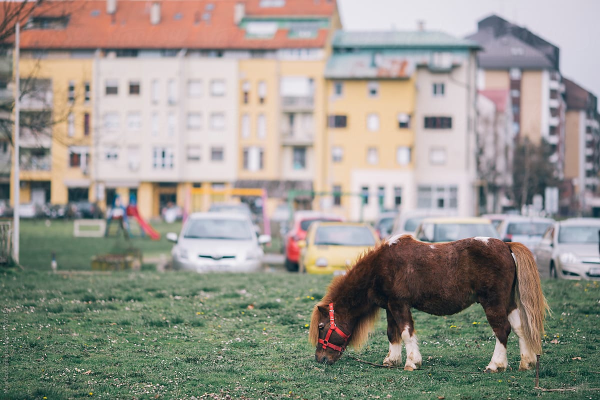 "Little Pony Horse In A Neighbourhood" by Stocksy Contributor "Maja