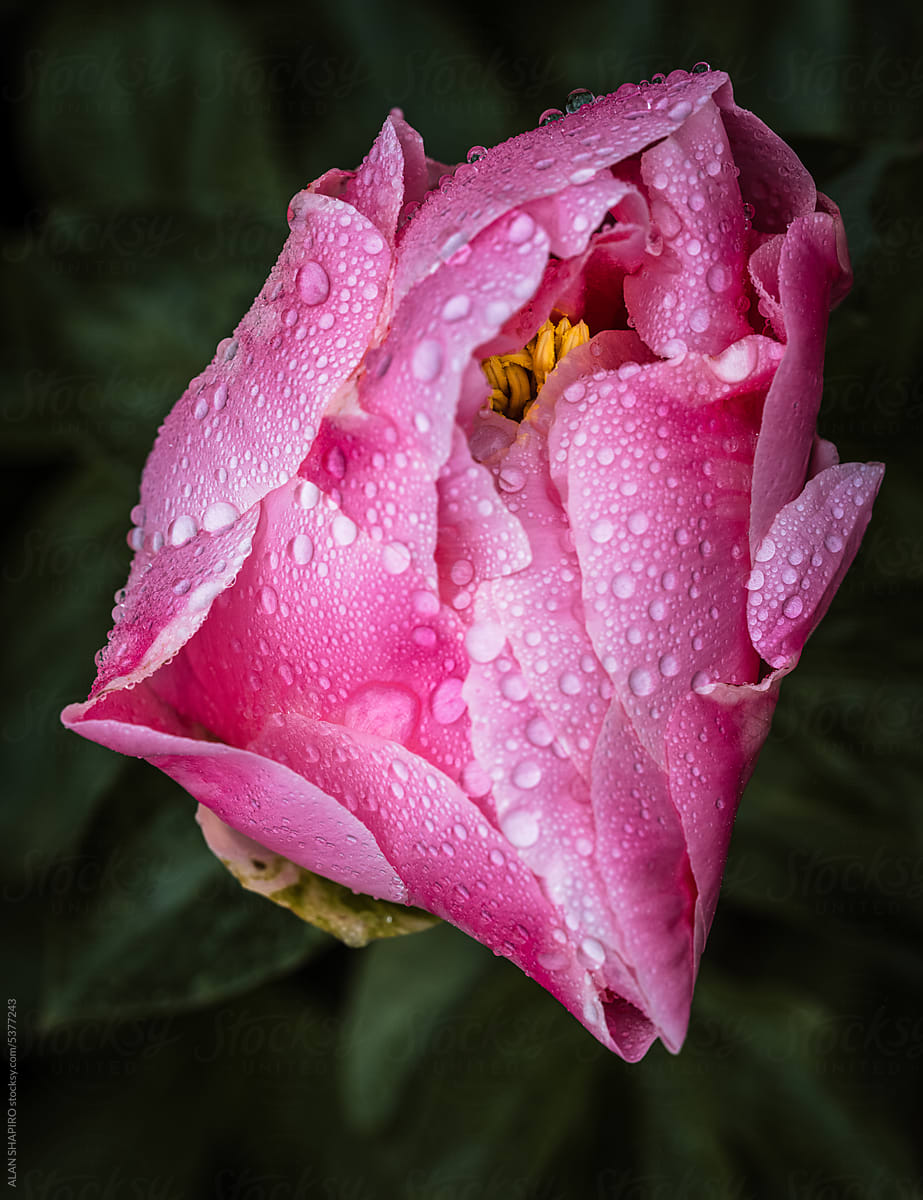 Pink peony in the rain