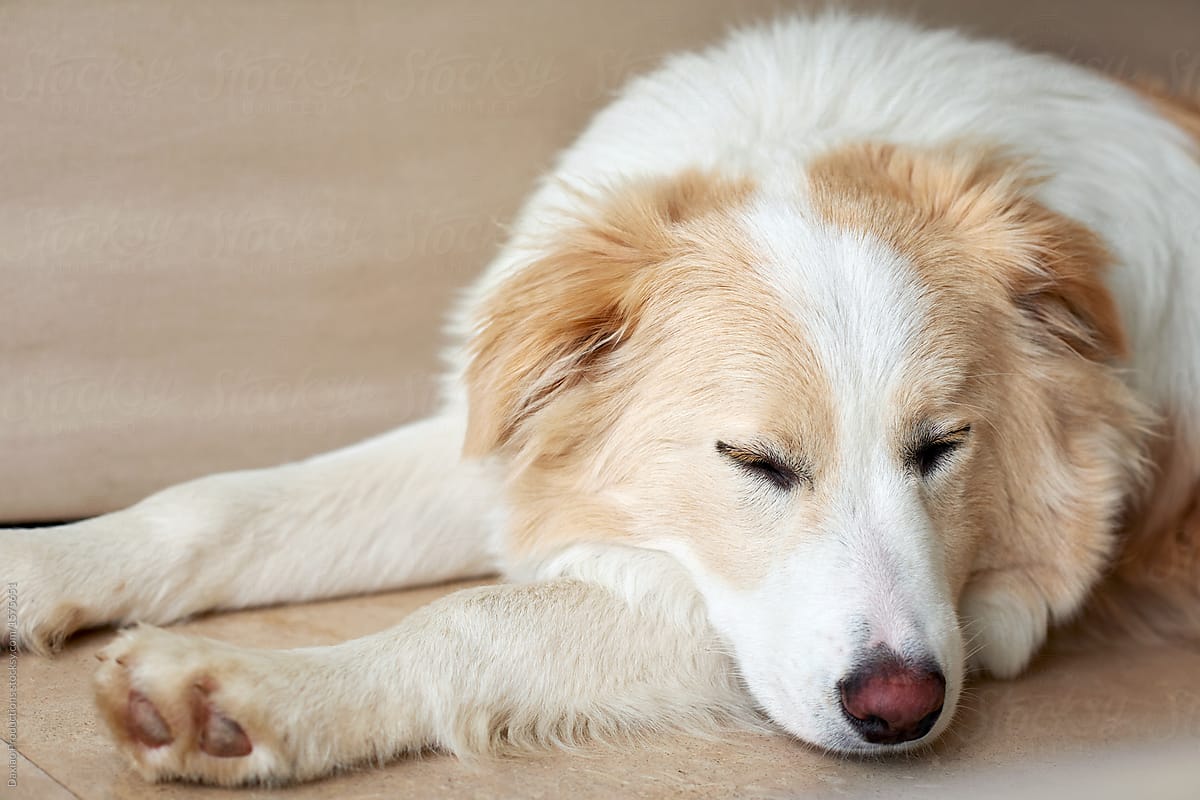 Cute border collie resting at home