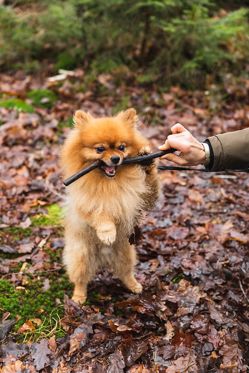 Photo of a dog biting a wood stick