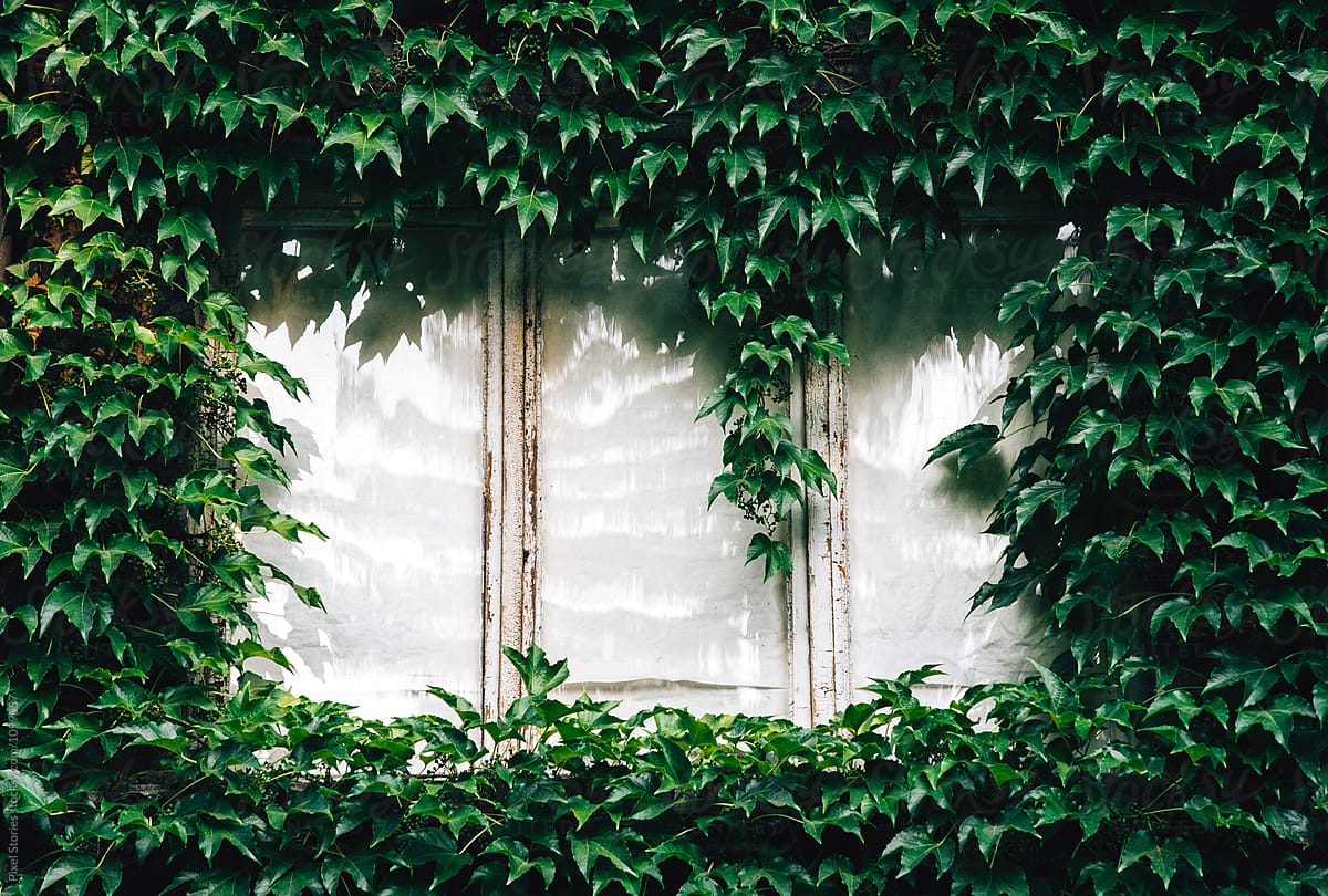 Ivy-covered windows