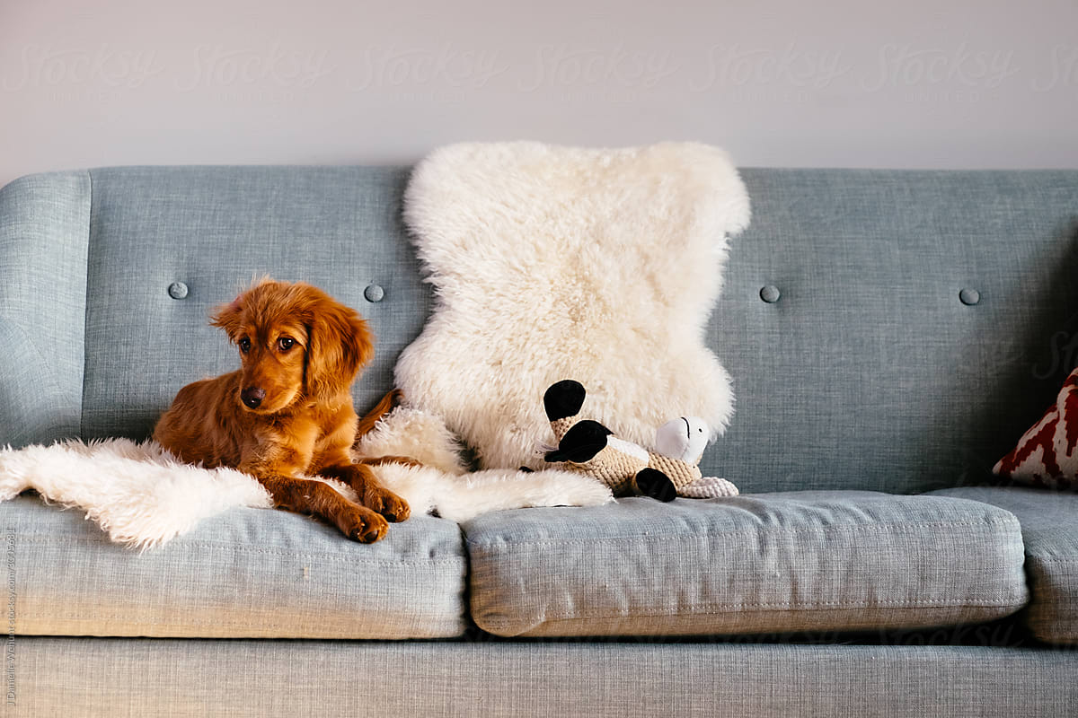 Mini Golden Doodle puppy lying on blue couch