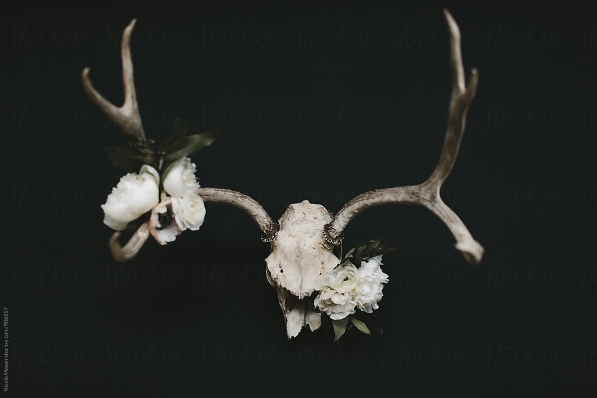 White flowers on deer skull with dark background
