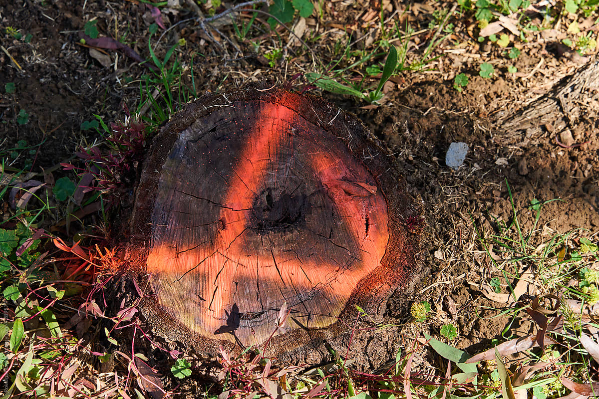 Tree stump marked for removal
