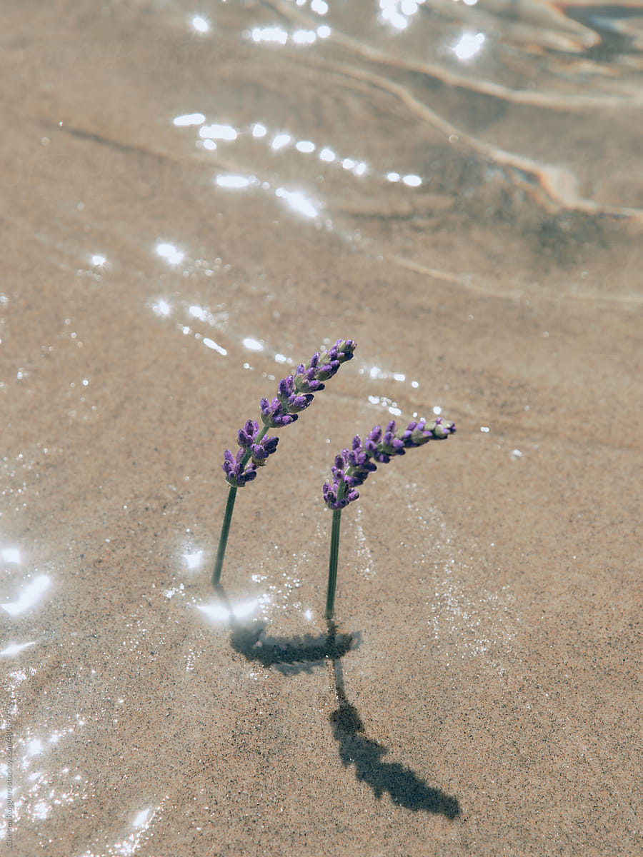 Stems of lavender flower in the sand on sparkling ocean water