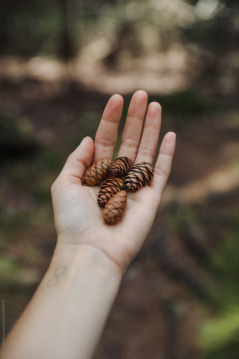 Hand holding tiny pinecones