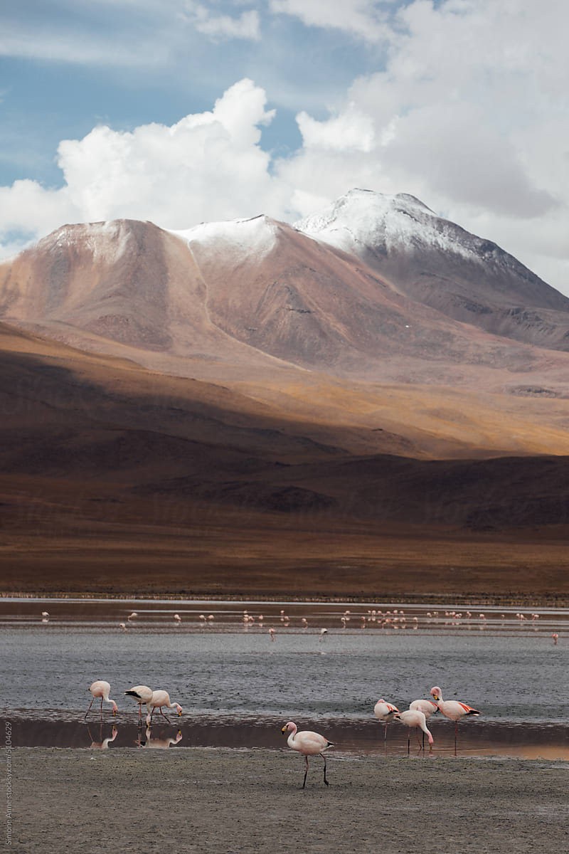 Flamingos in the water in the high desert of Bolivia