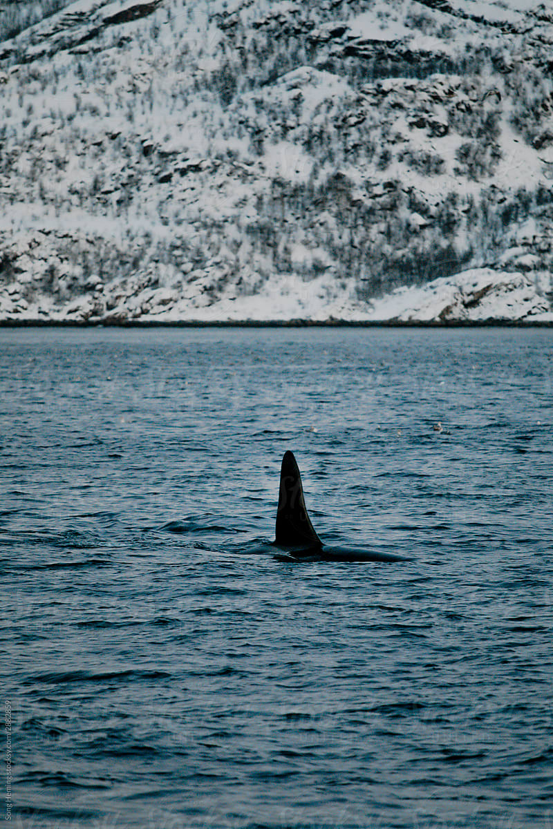 Orca swimming on surface in cold water with snow mountain