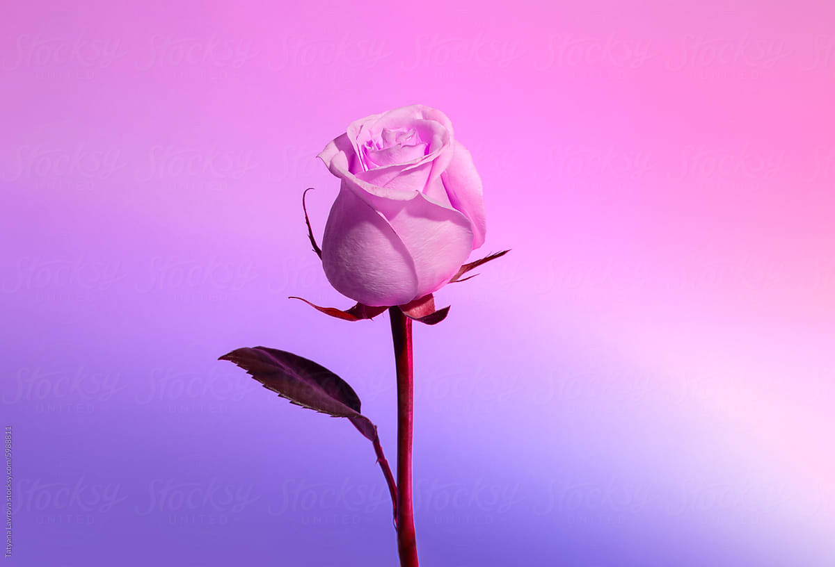 Tender pink colored rose on purple gradient background.