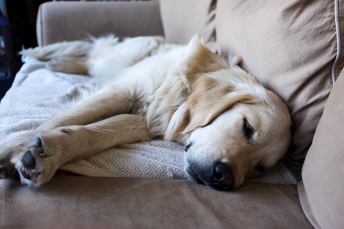Dog Sleeping on Sofa