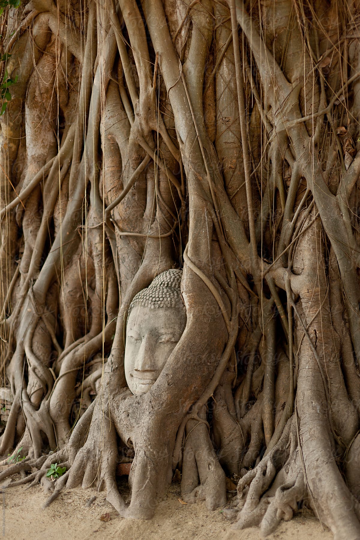 Sculpture in tree roots