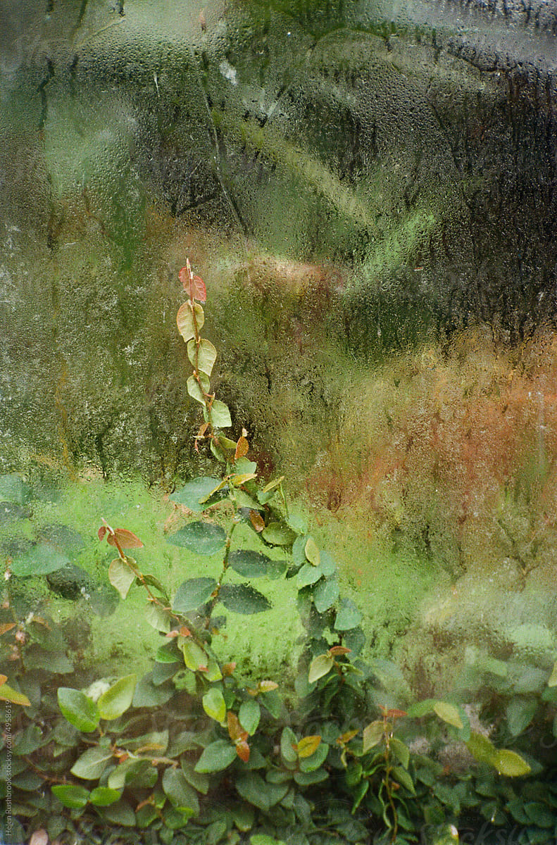 Plants against the window of a heated glasshouse