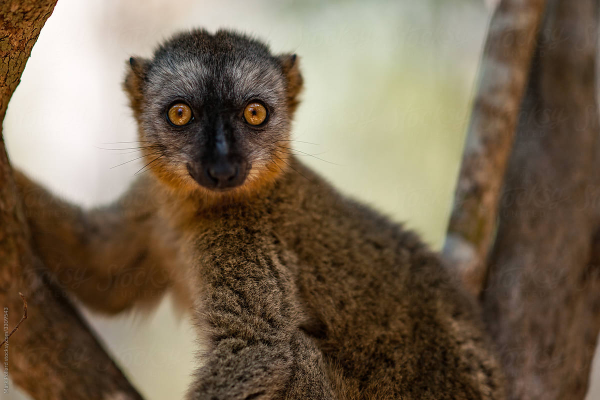 A Lemur's Intense Stare