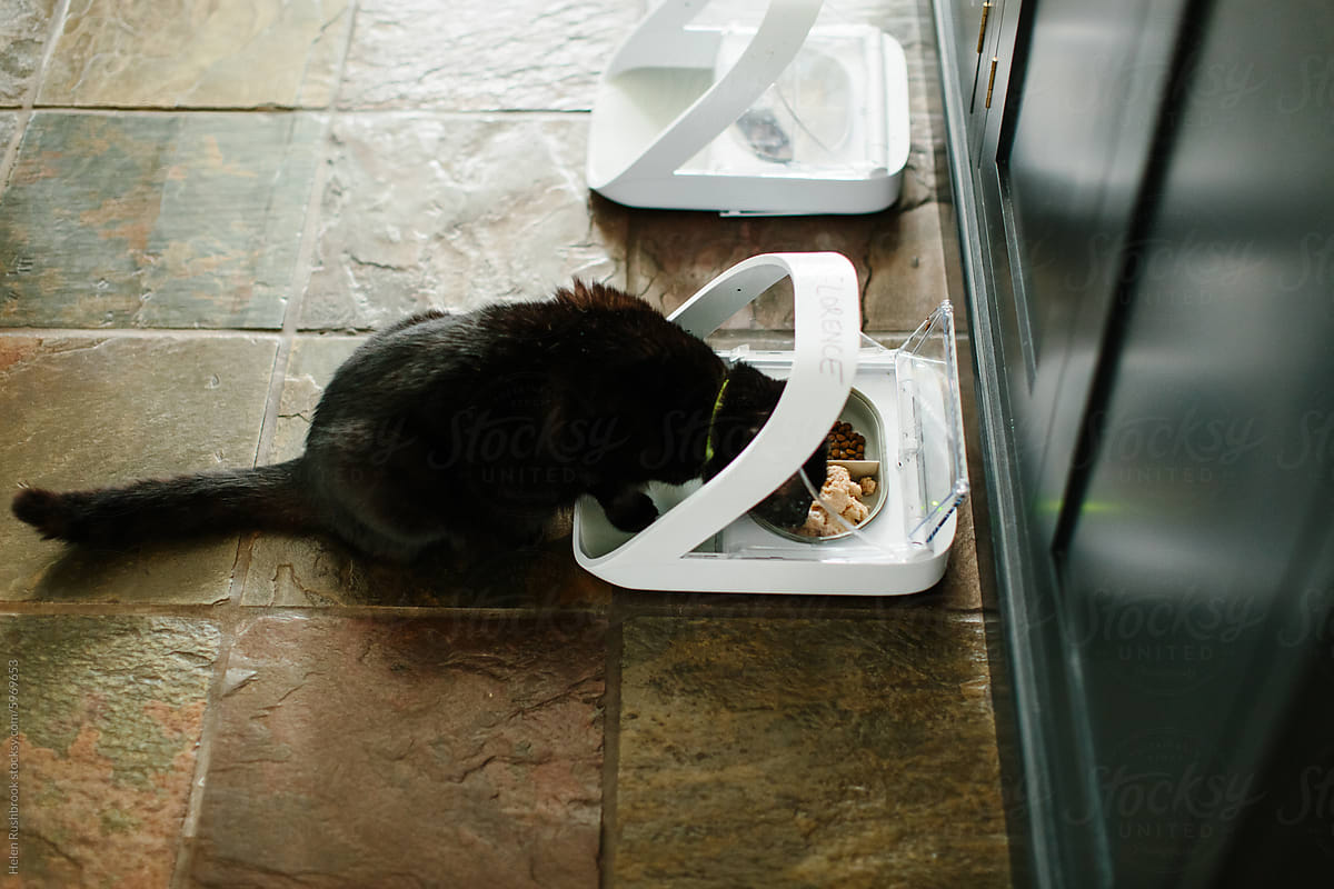 A small black cat eating from a microchip controlled feeder