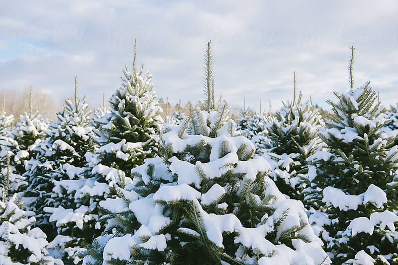 Snow-covered fir trees at a Christmas Tree farm