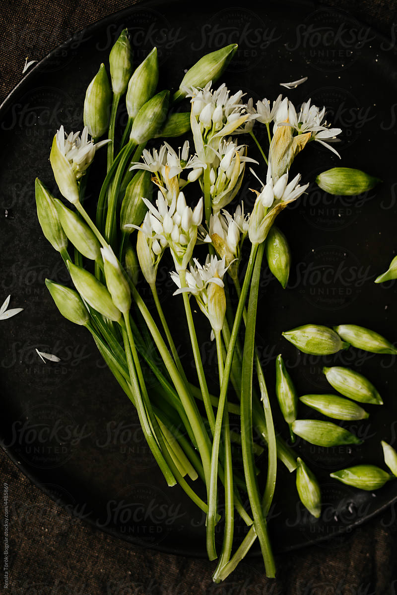Picked wild garlic buds and flowers