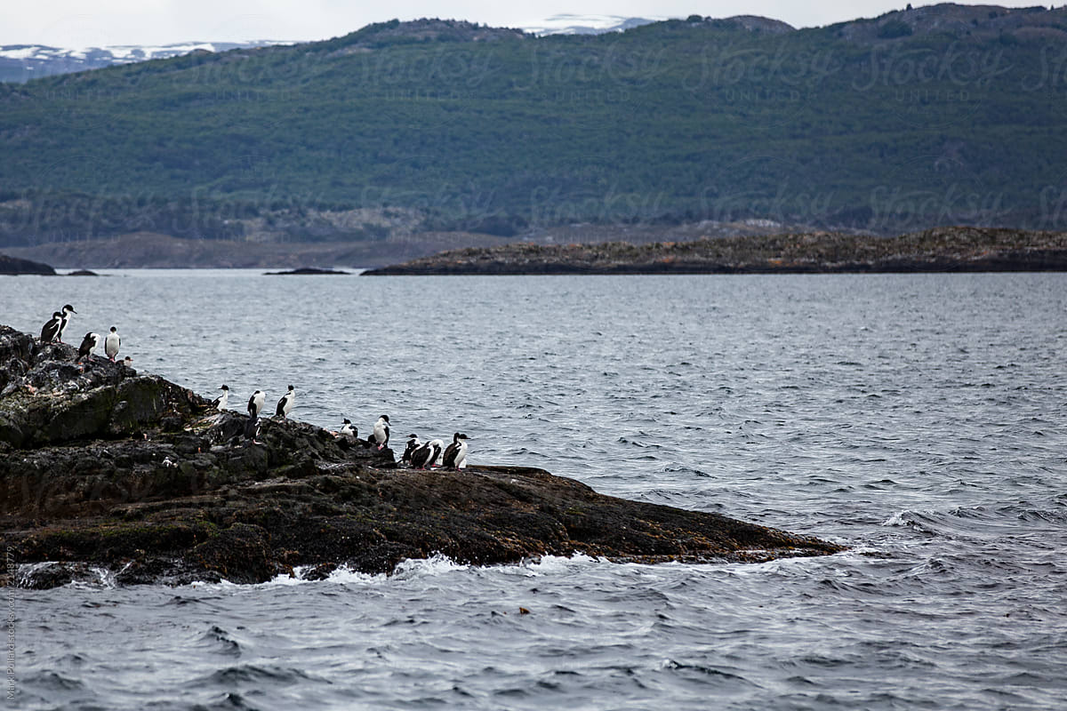 A Group of Shags on the Shore