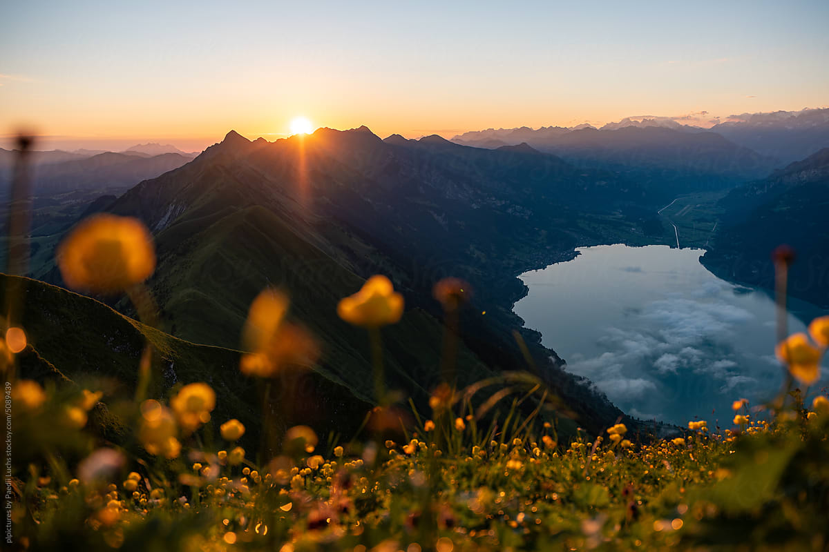 Warm sunrise with golden flower field and blue  mountain lake.