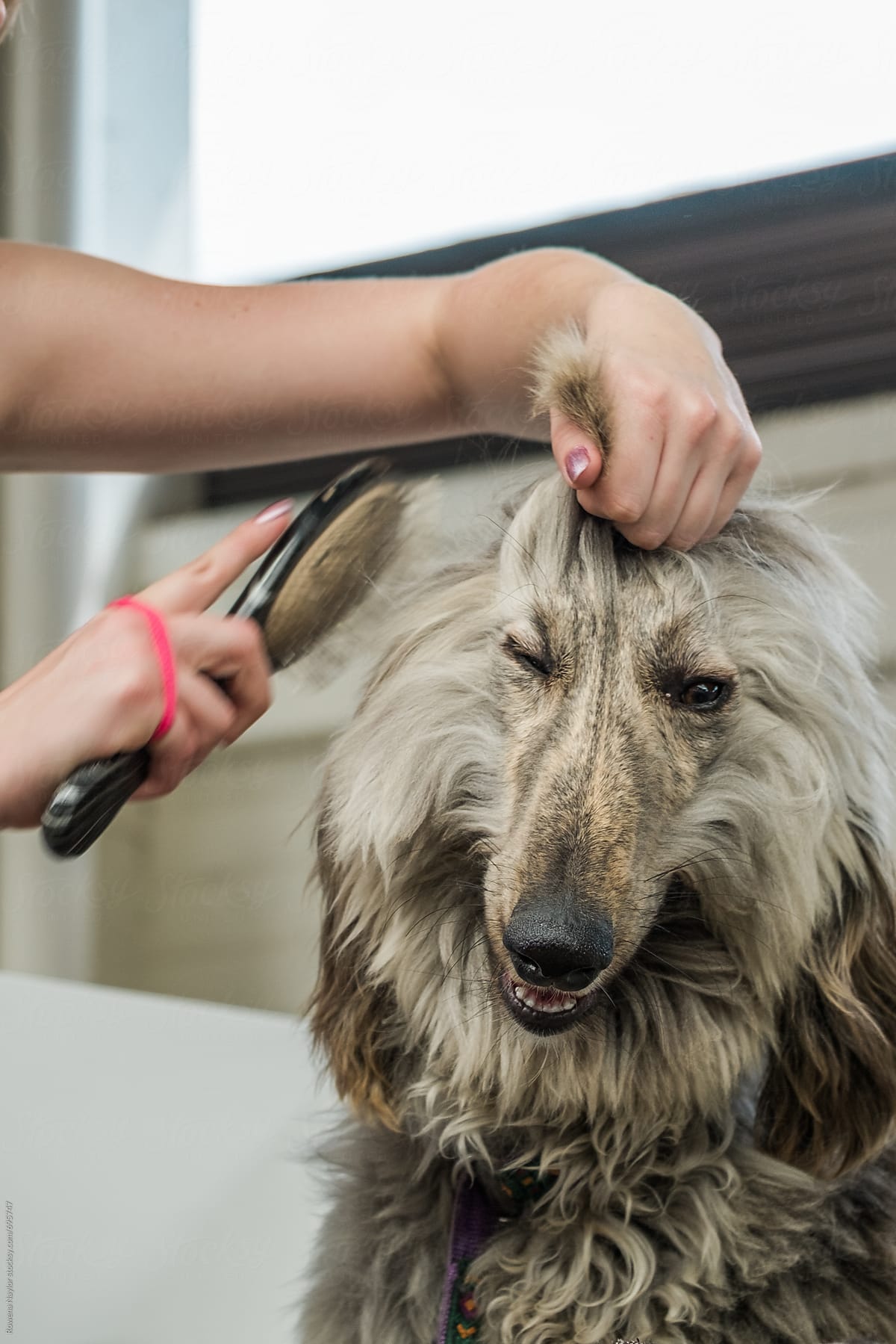 Afghan Hound dogs being groomed for showing