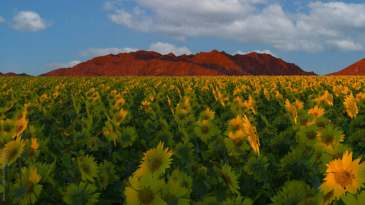 Sunflower Splendor Against Red Mountain Range