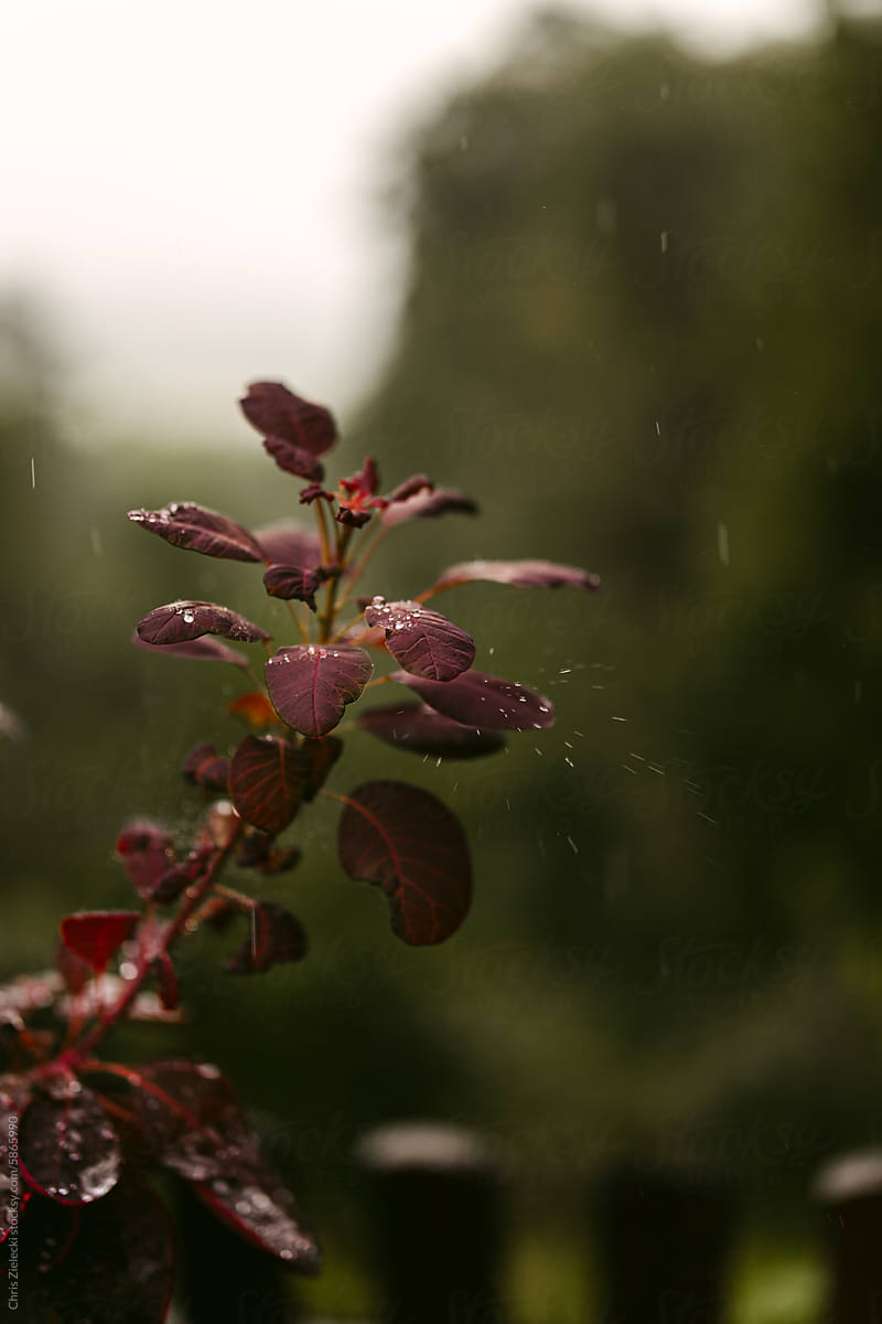 Fresh leaves of plant in park during rainy day