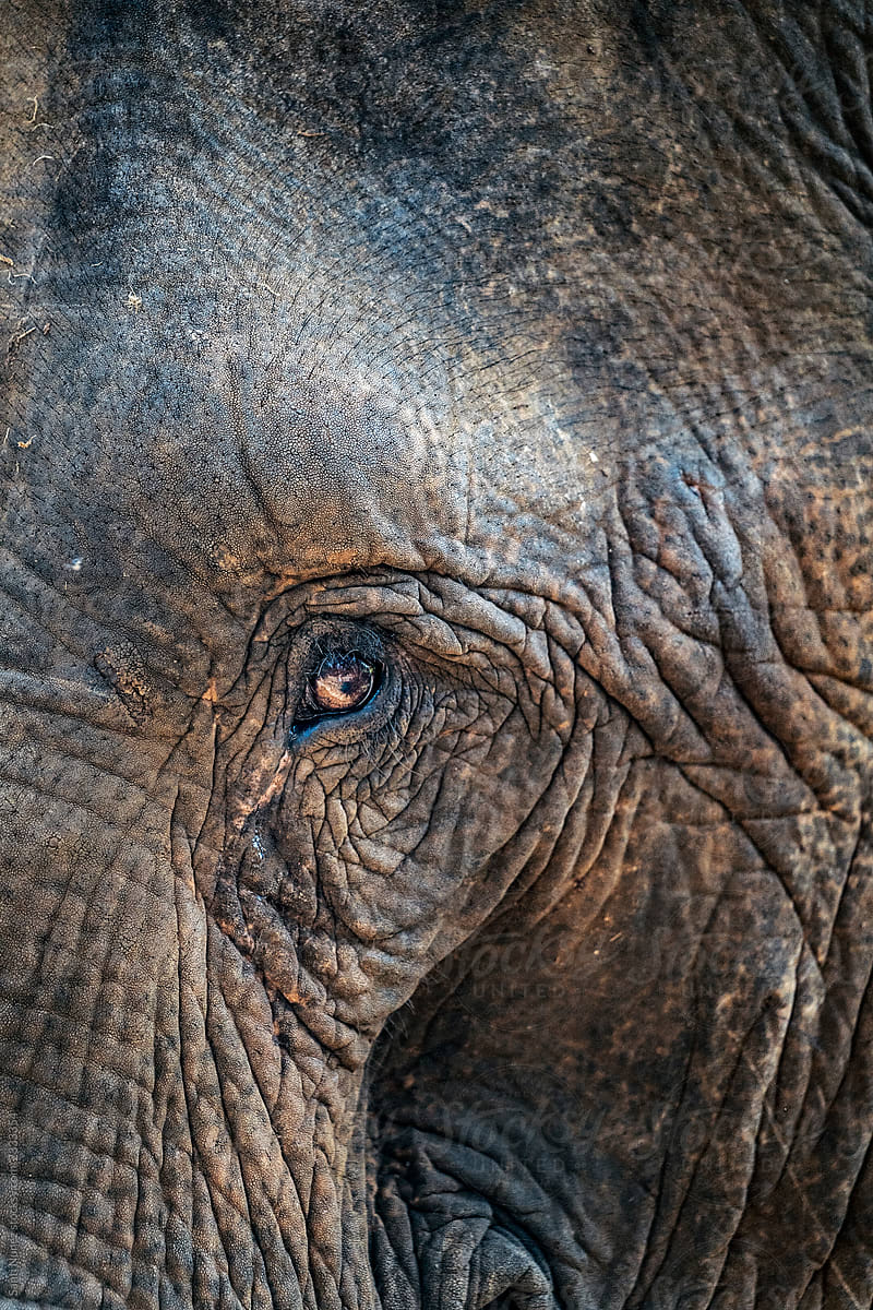 Close up of eye of elephant