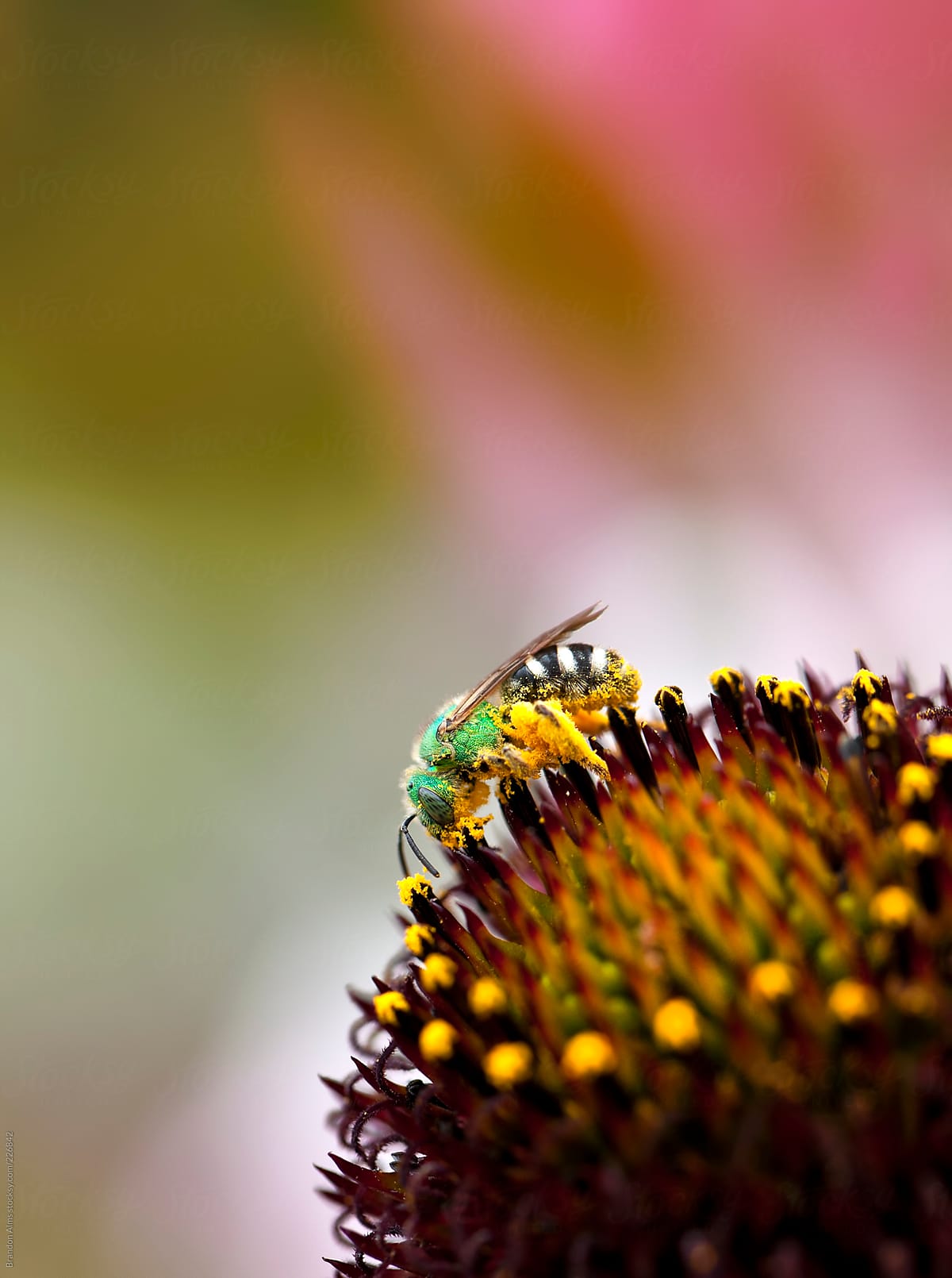 Metallic Green Bee Macro on a Coneflower