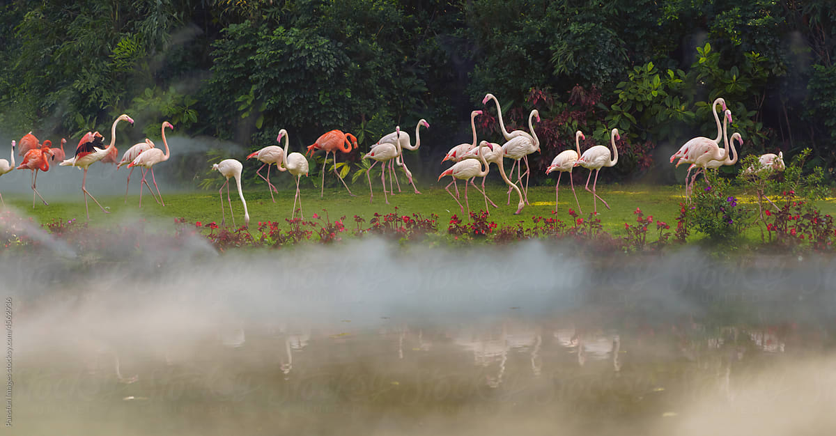 flamingos walks by the lake