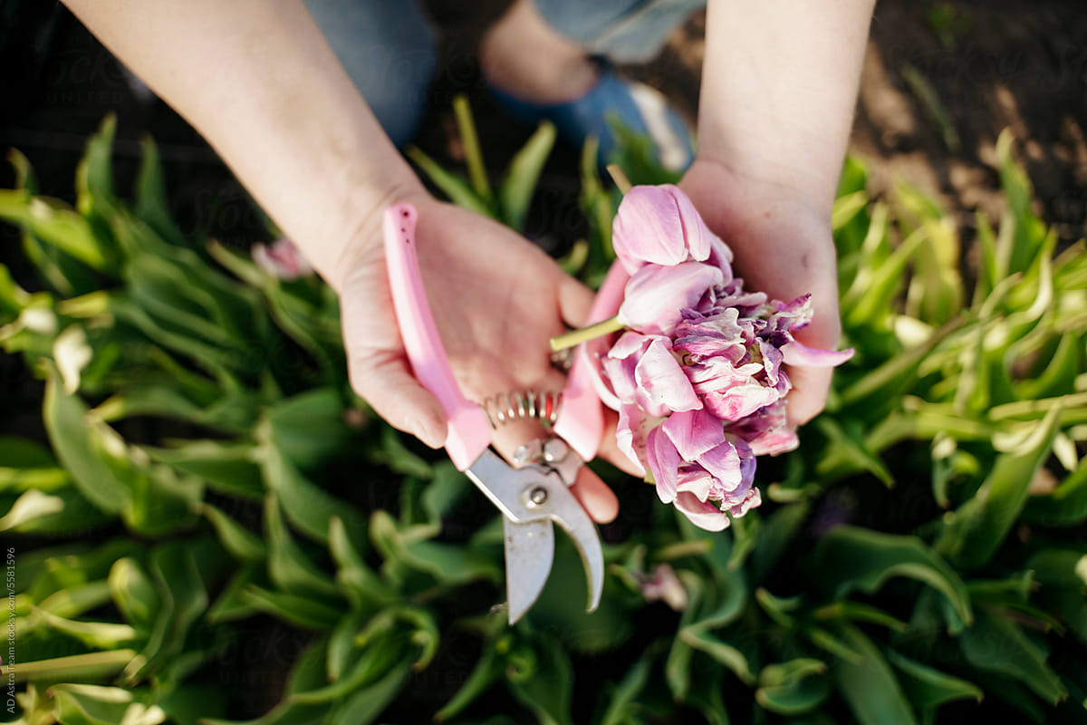 Hands holding cut flowers and pruning shears