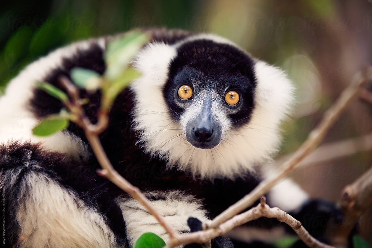 Black and white lemur sitting in a tree