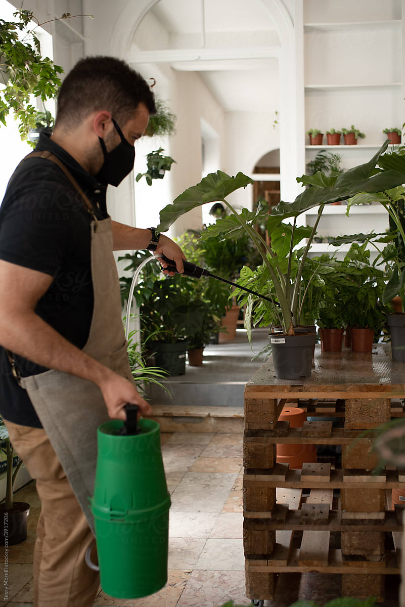 Employee watering an Alocasia plant in the shop
