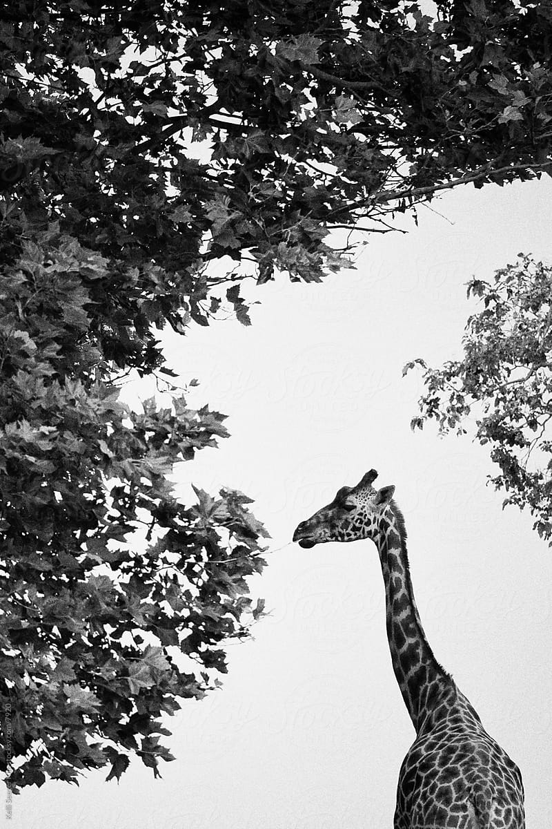A monochrome image of a giraffe having a snack
