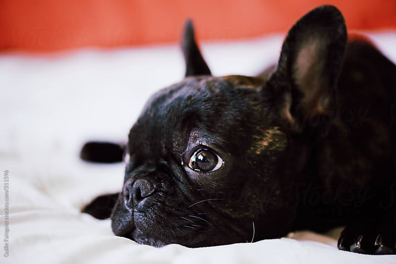 Pretty black french bulldog puppy lying in bed by Guille Faingold ...