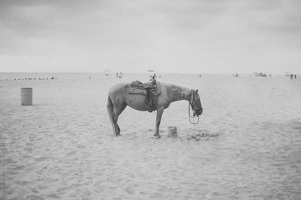 Mexican Horse on Beach