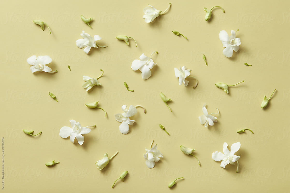 Flowers scattered on beige background