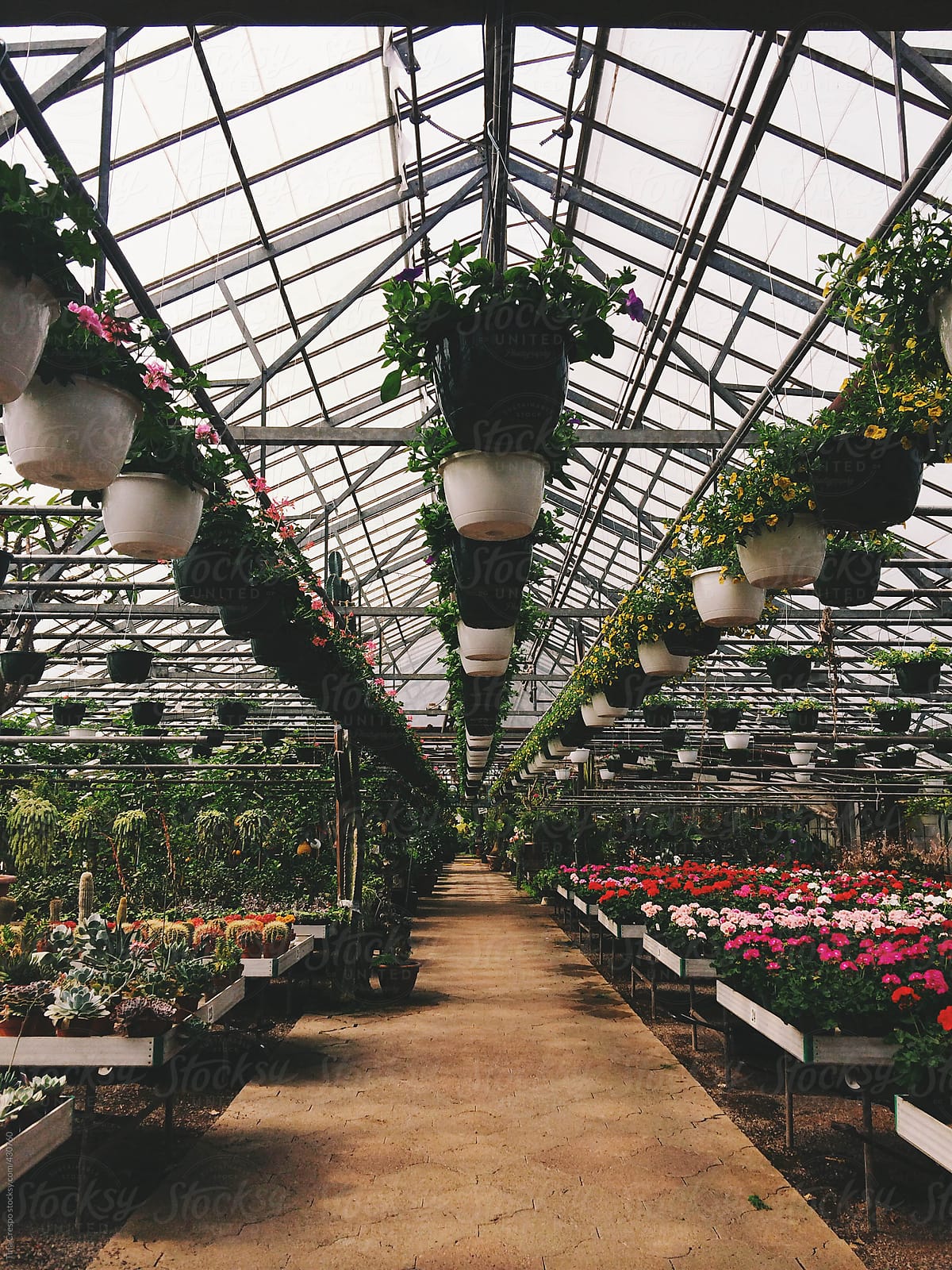 Looking down a greenhouse aisle